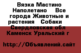 Вязка Мастино Наполетано  - Все города Животные и растения » Собаки   . Свердловская обл.,Каменск-Уральский г.